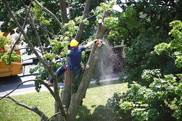 Professional Tree Care in Meadow Lake, NM