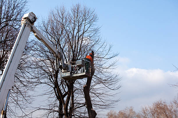 How Our Tree Care Process Works  in  Meadow Lake, NM