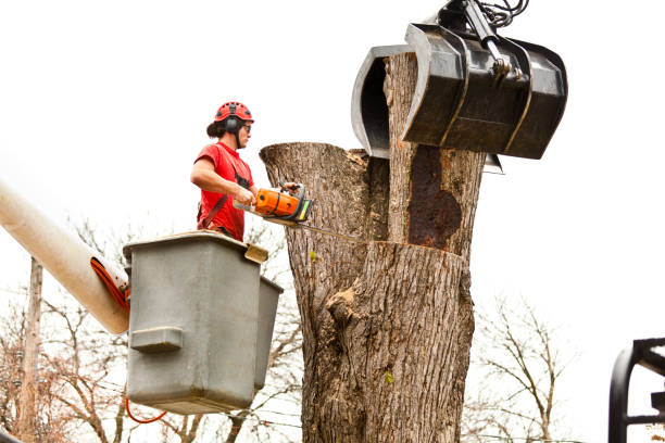 Tree and Shrub Care in Meadow Lake, NM